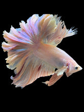 Load image into Gallery viewer, Male Rosetail - Pastel Pink #316 - Live Betta Fish

