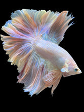 Load image into Gallery viewer, Male Rosetail - Pastel Pink #316 - Live Betta Fish

