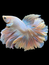 Load image into Gallery viewer, Male Rosetail - Pastel Pink #316 - Live Betta Fish
