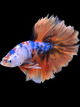 Load image into Gallery viewer, Male Rosetail - Galaxy #317 - Live Betta Fish
