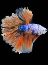 Load image into Gallery viewer, Male Rosetail - Galaxy #317 - Live Betta Fish
