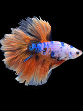 Load image into Gallery viewer, Male Rosetail - Galaxy #317 - Live Betta Fish
