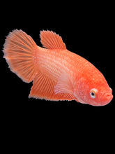 Load image into Gallery viewer, GIANT Female Halfmoon Plakat - Orange #321 Live Betta Fish
