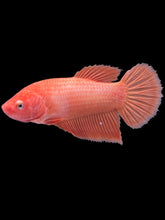 Load image into Gallery viewer, GIANT Female Halfmoon Plakat - Orange #321 Live Betta Fish
