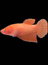 Load image into Gallery viewer, GIANT Female Halfmoon Plakat - Orange #321 Live Betta Fish
