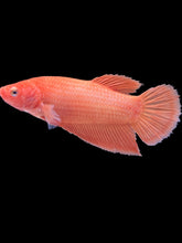 Load image into Gallery viewer, GIANT Female Halfmoon Plakat - Orange #321 Live Betta Fish
