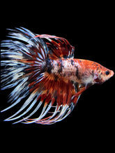 Load image into Gallery viewer, Male Crowntail - Candy #322 - Live Betta Fish
