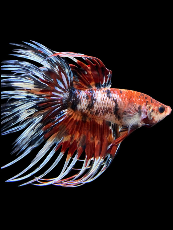 Male Crowntail - Candy #322 - Live Betta Fish