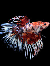 Load image into Gallery viewer, Male Crowntail - Candy #322 - Live Betta Fish
