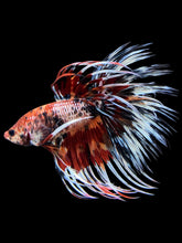 Load image into Gallery viewer, Male Crowntail - Candy #322 - Live Betta Fish
