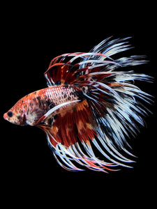 Male Crowntail - Candy #322 - Live Betta Fish