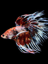 Load image into Gallery viewer, Male Crowntail - Candy #322 - Live Betta Fish
