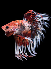 Load image into Gallery viewer, Male Crowntail - Candy #322 - Live Betta Fish
