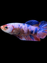 Load image into Gallery viewer, GIANT Female Halfmoon Plakat - Fancy Dragon #323 Live Betta Fish
