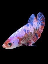 Load image into Gallery viewer, GIANT Female Halfmoon Plakat - Fancy Dragon #323 Live Betta Fish
