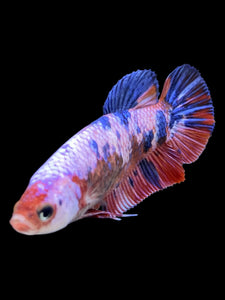 GIANT Female Halfmoon Plakat - Fancy Dragon #323 Live Betta Fish