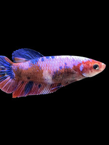 GIANT Female Halfmoon Plakat - Fancy Dragon #323 Live Betta Fish