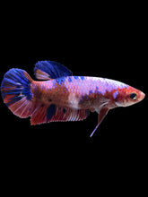 Load image into Gallery viewer, GIANT Female Halfmoon Plakat - Fancy Dragon #323 Live Betta Fish
