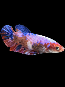 GIANT Female Halfmoon Plakat - Fancy Dragon #323 Live Betta Fish