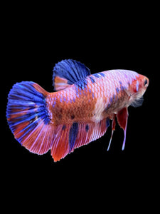 GIANT Female Halfmoon Plakat - Fancy Dragon #323 Live Betta Fish