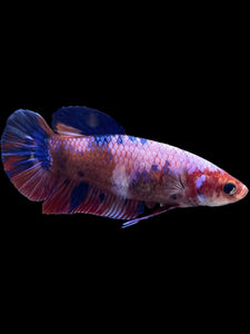 GIANT Female Halfmoon Plakat - Fancy Dragon #323 Live Betta Fish