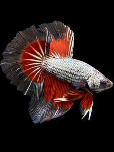 Male Rosetail - Fancy Copper #324 - Live Betta Fish