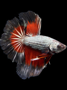 Male Rosetail - Fancy Copper #324 - Live Betta Fish