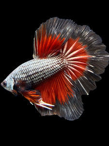 Male Rosetail - Fancy Copper #324 - Live Betta Fish