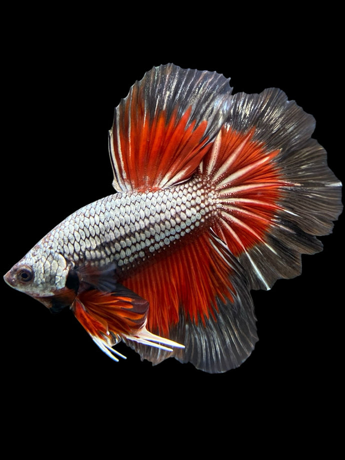 Male Rosetail - Fancy Copper #324 - Live Betta Fish