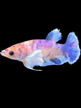 Load image into Gallery viewer, Female Halfmoon Plakat - Purple Candy Dumbo #326 - Live Betta Fish
