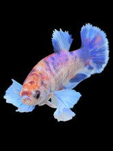 Load image into Gallery viewer, Female Halfmoon Plakat - Purple Candy Dumbo #326 - Live Betta Fish
