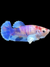 Load image into Gallery viewer, Female Halfmoon Plakat - Purple Candy Dumbo #326 - Live Betta Fish
