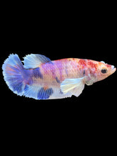 Load image into Gallery viewer, Female Halfmoon Plakat - Purple Candy Dumbo #326 - Live Betta Fish
