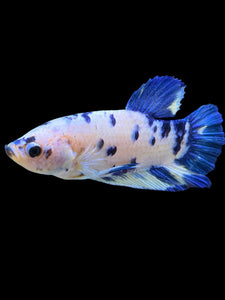 Male Halfmoon Plakat - Blue Cow #328 - Live Betta Fish