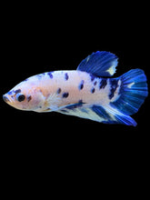 Load image into Gallery viewer, Male Halfmoon Plakat - Blue Cow #328 - Live Betta Fish
