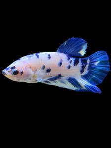 Male Halfmoon Plakat - Blue Cow #328 - Live Betta Fish