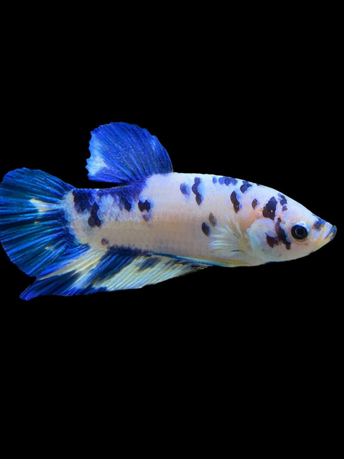 Male Halfmoon Plakat - Blue Cow #328 - Live Betta Fish