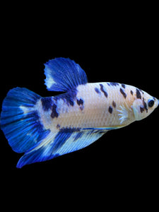 Male Halfmoon Plakat - Blue Cow #328 - Live Betta Fish