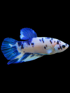 Male Halfmoon Plakat - Blue Cow #328 - Live Betta Fish