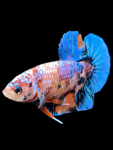 Male Halfmoon Plakat - Multicolor #329 - Live Betta Fish