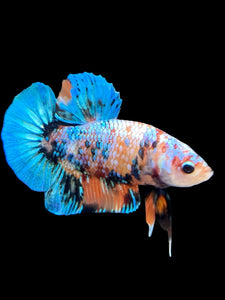 Male Halfmoon Plakat - Multicolor #329 - Live Betta Fish