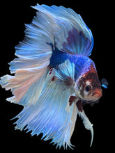 Load image into Gallery viewer, RARE GIANT Male Rosetail - Butterfly #330 - Live Betta Fish
