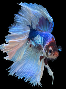 RARE GIANT Male Rosetail - Butterfly #330 - Live Betta Fish