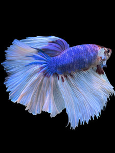 RARE GIANT Male Rosetail - Butterfly #330 - Live Betta Fish