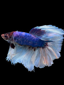 RARE GIANT Male Rosetail - Butterfly #330 - Live Betta Fish