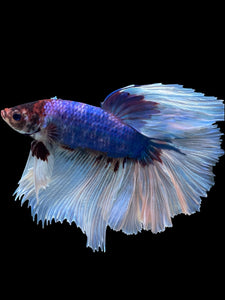 RARE GIANT Male Rosetail - Butterfly #330 - Live Betta Fish