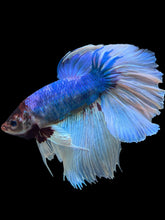 Load image into Gallery viewer, RARE GIANT Male Rosetail - Butterfly #330 - Live Betta Fish
