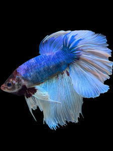 RARE GIANT Male Rosetail - Butterfly #330 - Live Betta Fish