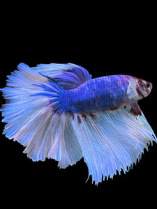 RARE GIANT Male Rosetail - Butterfly #330 - Live Betta Fish