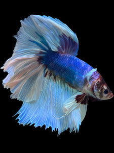 RARE GIANT Male Rosetail - Butterfly #330 - Live Betta Fish